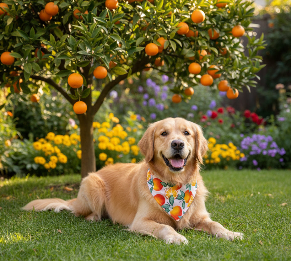 Citrus Sunrise